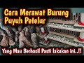 Cara Merawat Burung Puyuh Supaya Sehat dan Produktif