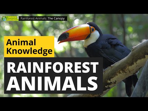 What kind of animals live in a tropical rainforest?