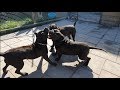 My 3 black XL american bully pitbulls seeing each other after months.