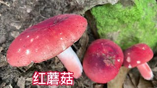 农村山上80元1斤的山货，扒开树叶一朵接一朵，半小时收获满满2篮