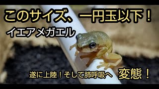 Englishsubscribe オタマジャクシから上陸したカエルをよ～く見てみたら! ブルーアイの子も！A frog raised from tadpoles.Blue eyes too.