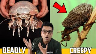 दुनिया के 5 सबसे खतरनाक और अजीब कीड़े Top 5 most weird and Dangerous Insects in the world