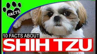 Top 10 Interesting Facts About Shih Tzu Dogs 101