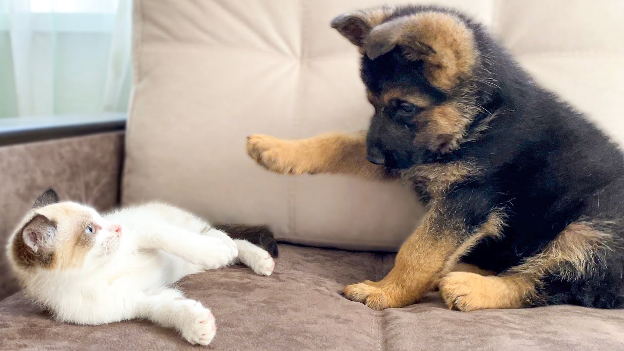 German Shepherd Puppy And Kitten Playing [TRY NOT TO LAUGH] - YouTube