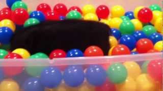 Mini pig in rooting box