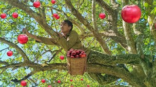 Orphan Boy Harvest Flacourtia jangomas with grandma to eat and bring to market to sell