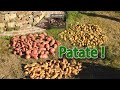 The potato cycle: planting, growing, harvesting, conservation, reproduction