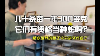 黑王蛇 | 几十条黑王苗以种蛇的标准饲养，一年都带到300多克，今天来交个作业！   墨西哥黑王蛇 牛蛇 猪鼻蛇 玉米蛇 奶蛇 巴伦蛇 屋蛇