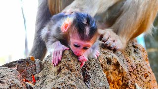 Cutely new baby monkey is happily playing \u0026 moving on the stone