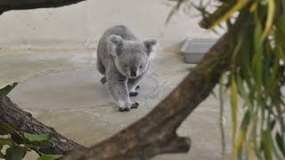 多摩動物園コアラ界のアイドルあずまちゃんの散歩koala 2025年2月3日②