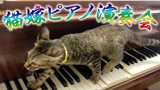 猫嫁たちが心を込めてピアノを弾いていきます｜猫嫁@068