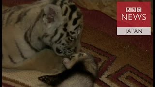 トラの赤ちゃん、フェレットと仲良しに　ロシアの動物園