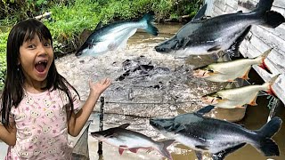 Jalan-jalan Lihat Ikan Patin Super Besar, Koi Panca Warna, Ikan Nila, Ikan Mas \u0026 Bibit Ikan Patin