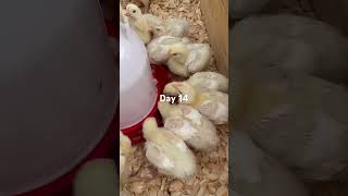 Meat chickens! Day 1-21 #homesteading #raisingchickens #homegrown #shorts