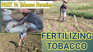 FERTILIZING TOBACCO | TOBACCO FARMING