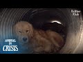 Retriever Dog Trapped In A Pipe Been Suffering From 'This' Pain?!(Part 2) | Animal in Crisis EP196