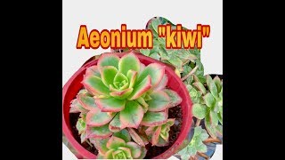 How to propagate AEONIUM \