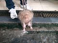 eating rat in china