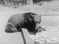 natives of yosemite