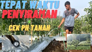 Cara Melakukan Penyiraman Tanaman dan Cek pH Tanah !!! Simak Video Berikut ini