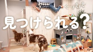 パパが愛犬達とのかくれんぼに本気を出した結果が予想外すぎた・・・(笑)【ボーダーコリー・オーストラリアンシェパード】