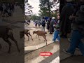 世界でココだけ🫎鹿のジャンプに横断🦌お口を開けた鹿が可愛い過ぎる💖奈良公園