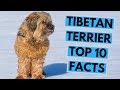 Tibetan Terrier - TOP 10 Interesting Facts