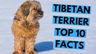 Tibetan Terrier - TOP 10 Interesting Facts