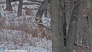 USS Bald Eagle Cam 3 on 1-9-25 @ 17:09 Beautiful buck with several other Deer