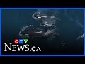 2 types of transient orcas off Vancouver Island, researchers say