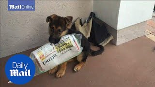 Adorable puppy struggles to deliver the newspaper to it's family - Daily Mail