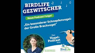 45. Ein besonderer Schnepfenvogel: der Große Brachvogel