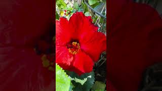 Hibiscus! Jai Maa ! #gardening #summerflower #youtubeshorts @mr-mrsgardenvlogs1M