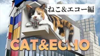 新宿東口の猫『ねこ\u0026エコー編』