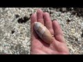 florida shelling north palm beach. bucket list shells found at john d. macarthur state park.