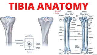 Tibia Anatomy