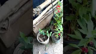 My mami home gardening/home gardening/தோட்டம்/மாமி வீட்டு தோட்டம்/organic home gardening/beautiful.