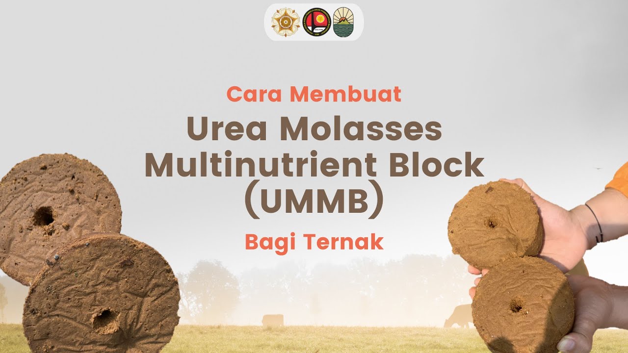 Cara Membuat Urea Molasses Multinutrient Block (UMMB) Bagi Ternak - YouTube