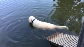 Dog Stands Inside Lake And Catches Fish With Mouth - 1161563