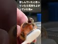 体を掃除され気持ちよがる亀　ペット　かわいい　可愛い動物