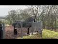 stable stays friesian rescue brave boys club members hannes and nero. mud rain u0026 maintenance