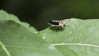 Pale-bordered Field Cockroach (Pseudomops septentrionalis)