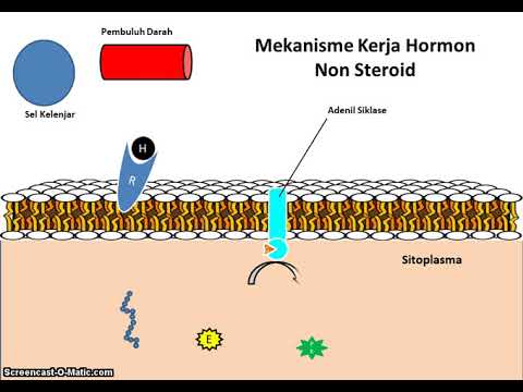 Mekanisme Kerja Hormon Non Steroid - YouTube