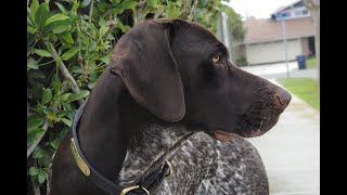 My German Short-haired Pointer \