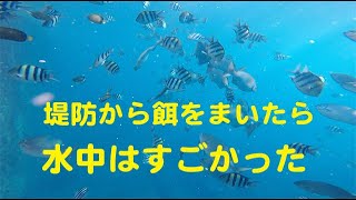 衝撃映像！撒き餌に集まる魚たち。水中はすごかった！