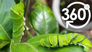 【いきもの目線】アゲハチョウの幼虫／ 360lives　SwallowtailButterflyLarvae