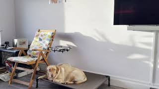 Tello Drone - Review and Programming Trial