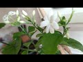 best scented houseplants for indoor fragrance jasminum sambac the sambac jasmine arabian jasmine