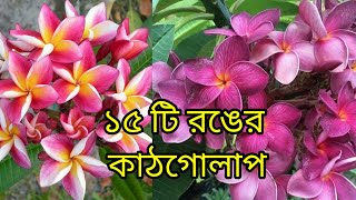 15 colous of kathgolap ///১৫ টি রঙের কাঠগোলাপ 🌸🌸 // 15 types of Plumeria