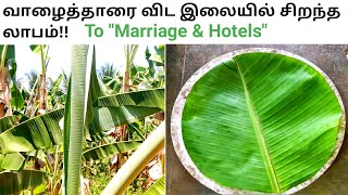 வாழையிலை விற்பனையில் தினந்தோறும் வருமானம் | Banana leaf to Marriages \u0026 Hotels